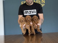WC eğitimli toy Poodle yavrular Ankara mağazamızda 