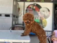 SAYFANIN EN İYİ KÖPEKLERİ İÇİN LÜTFEN İRTİBATA GEÇİNİZ