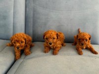 Mini Boy Toy Poodle Yavruları