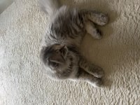 Minik scottish fold yavrumuzu sahiplendiriyoruz