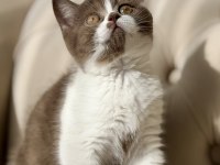 Cinnamon bicolor dişi british shorthair