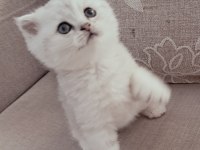 Scottish Fold Silver Erkek