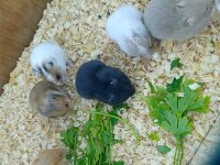HAMSTER SURİYE GONZALES