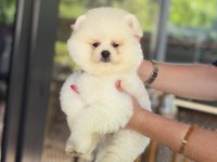 Üst Düzey Show Kalite Pomeranian Boo