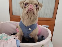 Egzotik Pug Mops