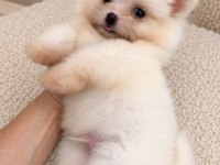 BİBLO POMERANİAN BOO MİNİ BOY