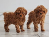 MUHTEŞEM TOY POODLE YAVRULARI