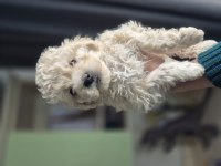 Maltipoo Yavrum 55 Günlük Köpeğimiz