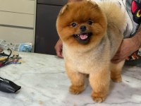 DAHA İYİSİ YOK GERÇEK TEDDY FACE POMERANİAN BOOLARIMIZ