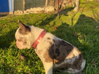 ÜST DÜZEY FRENCH BULLDOG