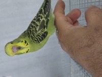 30 40 gün arası bebek muhabbet kuşları