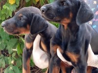 IRK VE SAĞLIK GARANTİ DOBERMAN YAVRULARIMIZ