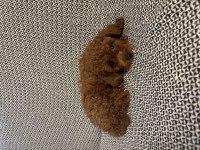 Sevimli poodle