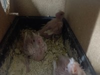 Yavrulu albino kırmızı göz sultan papağanı