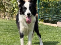 Sınırlı özel border collie yavrular