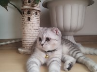 11 aylık kedimizi sahiplendiriyoruz