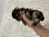 A kalite anne altından Yorkshire terrier