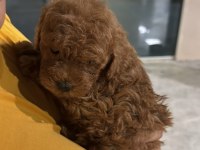 Toy Poodle Dişi - Erkek
