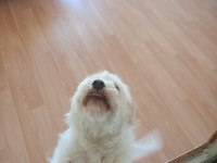 Ücretsiz Maltese Terrier