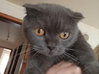 Gri Scottish Fold