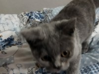 3.5 aylık dişi british shorthair