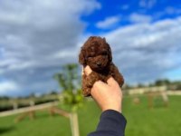 Üst Düzey Toy Poodle Yavruları