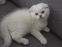 Secereli Mavi Gözlü Scottish Fold ve Straight Yavrular