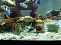 koi japon 14 15 cm