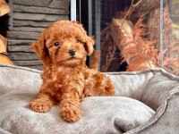 Orijinal toy poodle bebekler