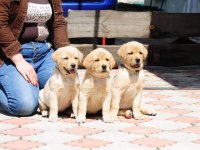 Labrador Retriever Yavruları Sağlık Ve Irk Garantili