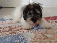 sahiplendirilecek terrier