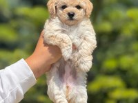 Sevimli erkek maltipoo yavrumuz