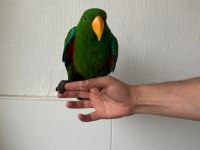 FATURALI CİPLİ EKLEKTUS