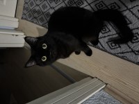 British longhair siyah