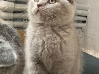 British shorthair Scottish Fold