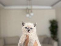 Birbirinden Güzel Brıtısh Shorthair Yavrularım
