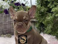 Özel renkler French Bulldog yavrularımız