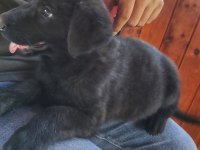 7 Adet 25 günlük Safkan Alman Çoban Köpeği