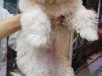 A kalite erkek maltipoo
