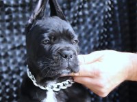 Fcı-Kıf Secereli Safkan Cane Corso Yavrular