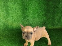 Blue fawn french bulldog bebeğimiz yeni yuvasını arıyor