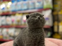 Scottish Fold Kedimiz 2 Aylık