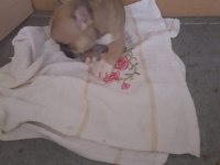 1 Aylık Erkek Orijinal Fransız Bulldogu (Yavru)