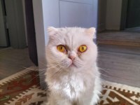 Exotic shorthair sütlaç yeni yuvasını arıyor