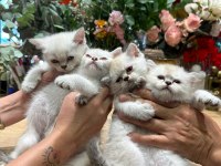 British shorthair yavrularımız yeni yuvalarını arıyolar