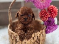 Teacup Kore Poodle