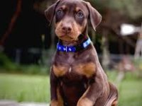 2 Aylık Asil Doberman Yavrularım