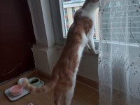 5 YAŞINDA AKILLI BOYLU POSLU KISIR ERKEK KEDİMİZ ÜCRETSİZ