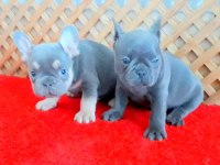 BLUE QUAD VE LİLAC AND TAN 2 ERKEK FRENCH BULLDOG
