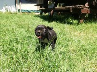ırk harikası küt burun french bulldog